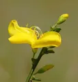 Niedriger Elfenbeinginster Niki 20-30cm - Cytisus kewensis