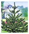 Affenschwanz-Baum, 1 Pflanze Araucaria, Chilenische Schmucktanne, Andentanne