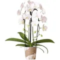 Kolibri Orchideen Weiße Phalaenopsis Orchidee Niagara Fall Topfgröße 12cm