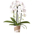 Kolibri Orchids | weiße Phalaenopsis-Orchidee - Niagara Fall - Topfgröße Ø12cm | blühende Zimmerpflanze - frisch vom Züchter