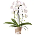 Exotenherz Zimmerpflanze Weiße Phalaenopsis Orchidee Niagara Fall Topfgröße 12cm