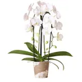 Kolibri Orchideen - Weiße Phalaenopsis Orchidee - Niagara Fall - Topfgröße12cm
