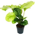 Exotenherz Schattenpflanze im Zebralook Calathea Orbifolia 12cm Topf ca. 40cm Hoch