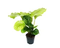 Exotenherz Zimmerpflanze Schattenpflanze Zebra-Look Calathea orbifolia 12cm Topf ca. 40cm hoch