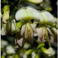 Japanische Schnurbaum 125-150cm - Sophora japonica