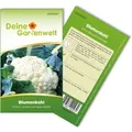 Deine Gartenwelt Blumenkohl Erfurt Samen