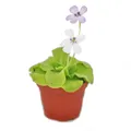 Exotenherz - FFettkraut - Pinguicula - Überraschungssorte - 9cm Topf