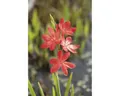 Sumpfspaltgriffel FloraSelf Schizostyllis coccinea 'Major' Ø 9 cm Topf