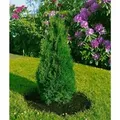 Thuja occidentalis 'Holmstrup' 30-40 cm