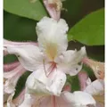 Wildart Rhododendron 40-50cm - Rhododendron arborescens