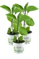 3er Set Aubergine Pflanze (Solanum melongena)