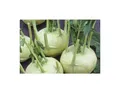 25x Kohlrabi Lanro Weiß EKO -  Kohlrabi Samen Gemüse KS527