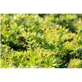Berberis Candidula Immergrüne Berberitze 20–25 cm