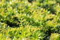 Pflanzen für Dich Gehölze Berberis candidula, 1 St., Glanz-Berberitze