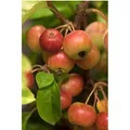Malus Evereste -R- Zierapfel 60–100 cm