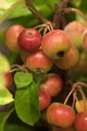 Malus 'Evereste' -R-, Zierapfel, 60–100 cm