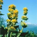 Gentiana Lutea Gelber Enzian Ca. 9x9 cm Topf