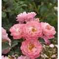 Hochstamm Rose Charmant 60-80cm