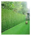 BALDUR Garten 20er Leyland-Zypressen-Hecke, Pflanzen im 9x9 cm-Topf, Cupressocyparis leylandii winterhart und immergrün, Cupressocyparis leylandii, Bastardzypresse, schnellwachsend