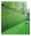 Leyland-Zypressen-Hecke,20 Pflanzen Cupressocyparis leylandii winterhart