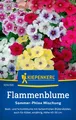 Kiepenkerl Flammenblumensamen Sommer-Phlox - für ca. 80 Pflanzen - Blumensamen