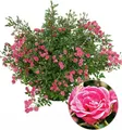 BALDUR Garten 1x Lilly Rose® Wonder5, Pflanze im 12 cm-Topf, winterhart, robust, kompakt, blüht von Sommer bis Herbst, unglaubliches Blütenmeer, ideal für Kübel, Kästen und Beete