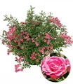 BALDUR Garten 1x Lilly Rose® Wonder5, Pflanze im 12 cm-Topf, winterhart, robust, kompakt, blüht von Sommer bis Herbst, unglaubliches Blütenmeer, ideal für Kübel, Kästen und Beete