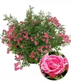 BALDUR Garten Rose Lilly Rose® 'Wonder5', 1 St., Gefüllt-blühend, winterhart, mehrjährig, pflegeleicht, robust