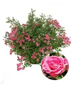 Lilly Rose® "Wonder5",1 Pflanze