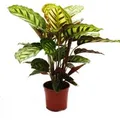 Exotenherz Schattenpflanze mit Ausgefallenem Blattmuster Calathea Roseapicta 14cm Topf ca. 50cm Hoch