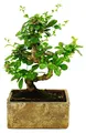 Bonsai fürs Zimmer - in moderner Trendkeramik - Zimmerbonsai Carmona - 6 Jahre alt - Steinoptik