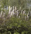 Traubensilberkerze Purpur - Actaea racemosa - lebende Gartenpflanze aus den Baumschulen