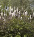 Traubensilberkerze Purpur - Actaea racemosa