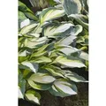 Hosta X Fortunei Fire And Ice Funkie Ca. 11x11 cm Topf