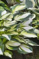 Hosta x fortunei 'Fire and Ice', Funkie, grün-weiß, ca. 11x11 cm Topf