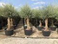 Sunny Tree - Olivenbaum Olea Europea - winterharter immergrüner Olivenbaum Bonsai 250 cm inkl. Topf - 60 Jahre alt  - winterhart bis -18