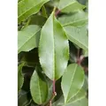 Prunus,usitanica 'Brenelia' 40-60 cm