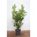 Prunus,aurocerasus 'Genolia' -R- 125-150 cm