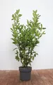 Prunus laurocerasus 'Genolia' 125–150 cm – Winterhart, Immergrün, Pflegeleicht – Kirschlorbeer – Heckenpflanze für Garten & Sichtschutz