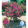 BALDUR Garten 1x Flieder des Südens, Pflanze im 1,5 Liter-Topf, Lagerstroemia indica Kreppmyrte winterhart, für Standort in der Sonne geeignet, b...