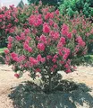 BALDUR Garten 1x Flieder des Südens, Pflanze im 1,5 Liter-Topf, Lagerstroemia indica Kreppmyrte winterhart, für Standort in der Sonne geeignet, blühend, pflegeleicht und resistent gegen Krankheiten