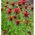 Indianernessel Squaw - Monarda didyma