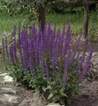 Salbei Ostfriesland - Salvia nemorosa - lebende Gartenpflanze aus den Baumschulen