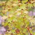 Japanischer Ahorn Sango Kaku 100-125cm - Acer palmatum