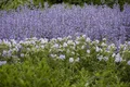 Salvia nemorosa 'Tänzerin', Steppensalbei, violett, 2-3 Liter Container
