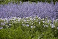 Salvia nemorosa 'Tänzerin', Steppensalbei, violett, 2-3 Liter Container