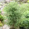 Schirmbambus 100-125cm - Fargesia murielae
