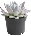 Dehner Echeverie Mexican Giant, Echeveria-Hybride, 15-25 cm inkl. Pflanztopf, Ø Topf 17 cm, Sukkulente