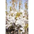 Prunus Serrulata Amanogawa Japanische Säulenkirsche Rosa 80–100 cm