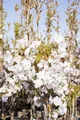 Prunus serrulata 'Amanogawa', Japanische Säulenkirsche, rosa, 80–100 cm